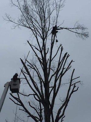 Sands Tree Service