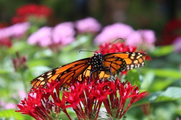 Butterfly garden 8/13/22