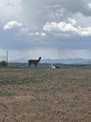 Llamas