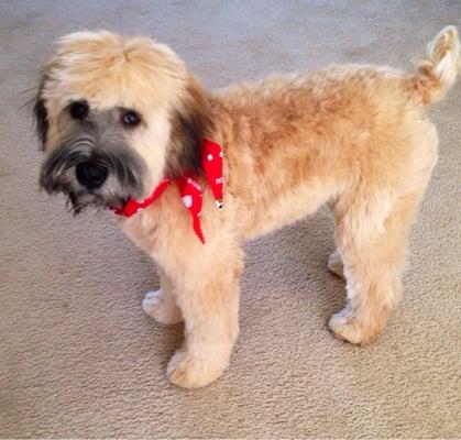 Awesome puppy cut for our Wheaton.