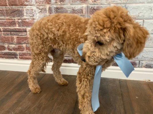 Reggie after his first haircut! What a stud!