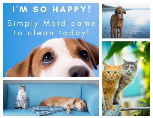 95% of our clients have pets... and Simply Maid loves them.