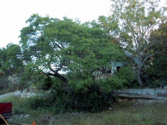 Before-beautiful tree-covered property.