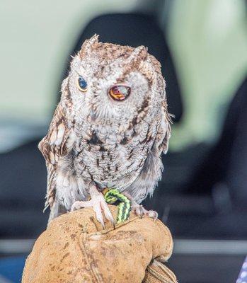 Western Screech Owl