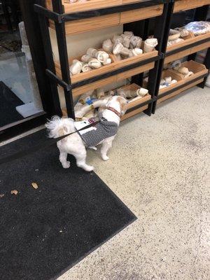 Pudge exploring giant chewies!