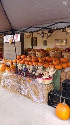 A pumpkin patch