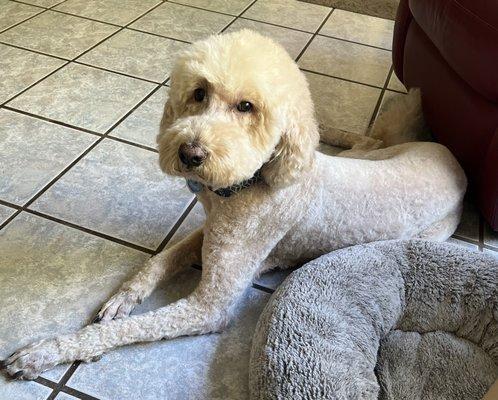 Phoenix the labradoodle showing off her great haircut from Stevia.