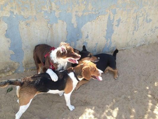 Roxi, Brownie, and Lolo at the dog park!