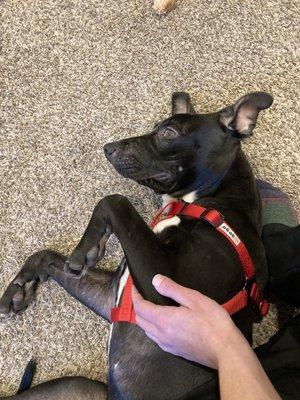 Look at that grin. This is a few days after being in his fur-ever home. Aren't pit bulls just the cutest & sweetest?