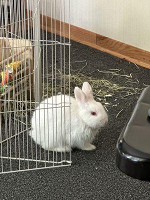 My rabbit who loved going to Pet Central