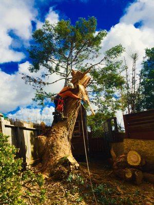 Lopez Tree Care Inc