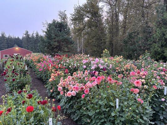 Dahlias planted in Growsource Garden Blend Topsoil, top dressed with Growsource Fertile Mulch for weed suppression and water retention.