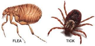 Picture of a flea and Tick