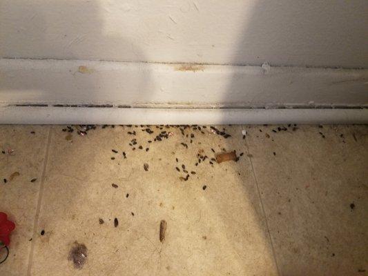 Rodent feces in kitchen..An 88 cent spring trap was their answer to my request for help.