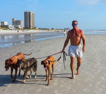 Two Ridgebacks and a Wolf Dog