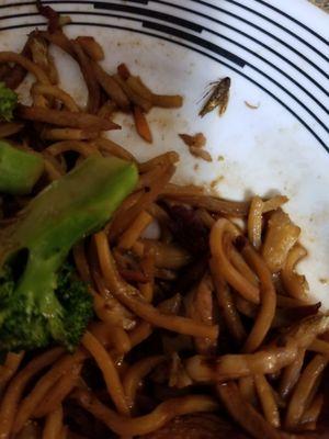 this roach was in my Chinese food from rainbow Panda that I ordered this evening calling the board of health owner very rude