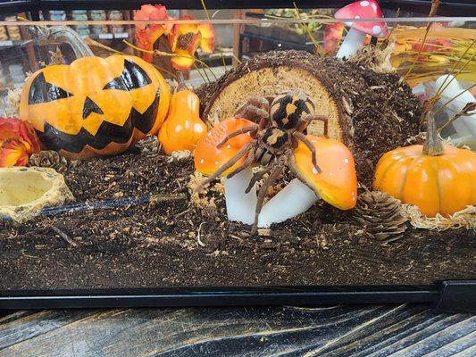 Pumpkin patch tarantula