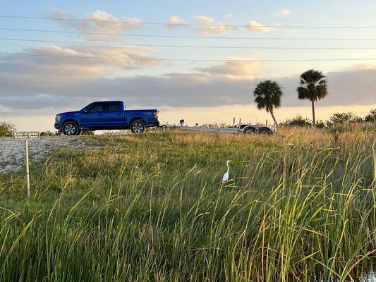 Easy to access boat ramp patrolling by an egret!