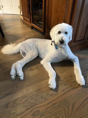 Our dog Grady's fresh cut and grooming from Collin