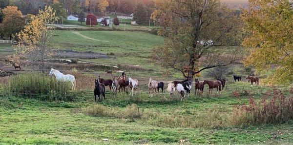 Happy Trails Stables