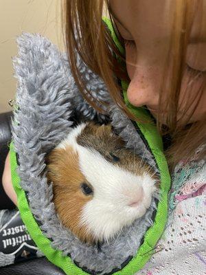 Donut the Guinea pig