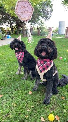 1 year old goldendoodles beautifully groomed by Renee for their first birthday!