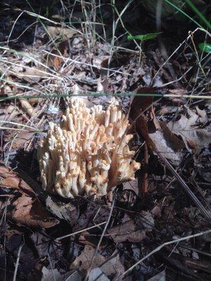 lots of nice mushrooms