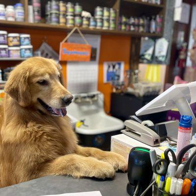 Can I help you? We have the best helpers in town