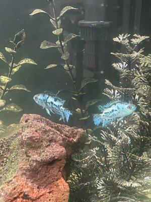 Electric blue Jack dempseys I purchased from there in my tank. Been looking for them everywhere!