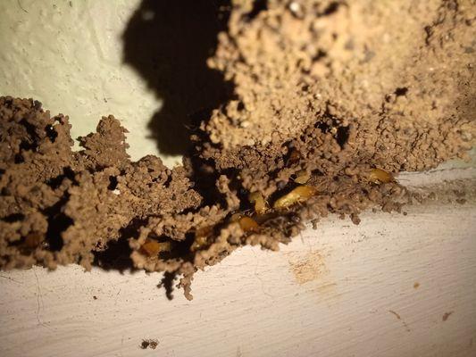 Termite Control in Austin