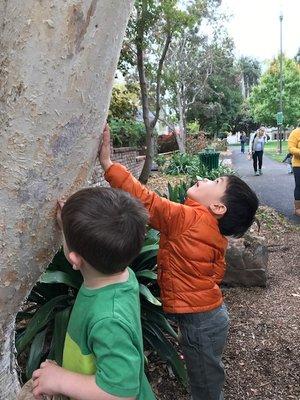 "Wow-Look at this HUGE tree"