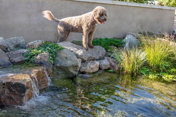 Dogs love koi ponds just as much or more than people!