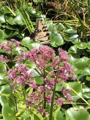 Joe Pye Weed and Eastern Tiger Swallowtail by their Pond area.