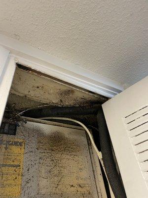 black mold