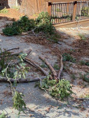 Tree trimming