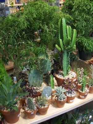 cacti and succulents