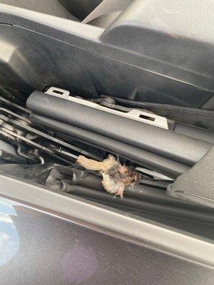 dead bird in the convertible drop