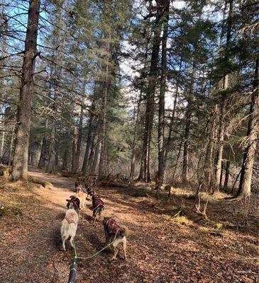 Sled dog cart ride