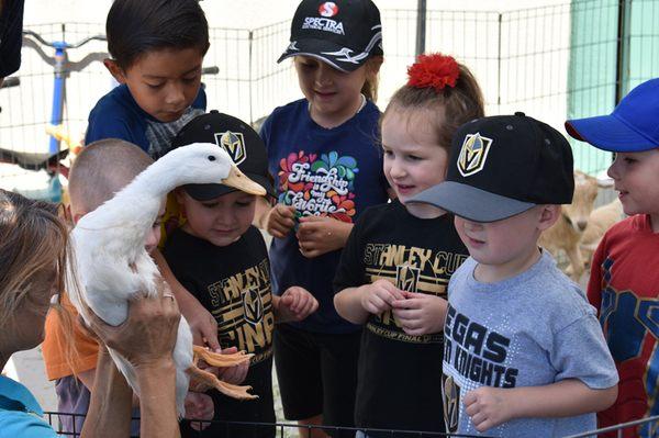 Learning all about ducks!