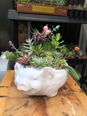 Succulent arrangement by Succulent City