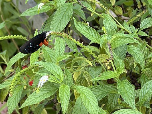 Butterfly garden