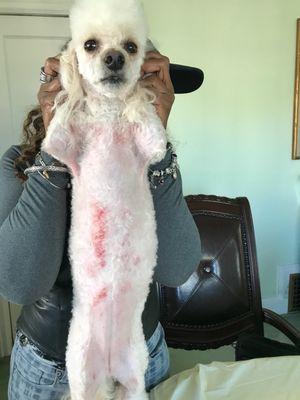 The worst pet groomers . And when I went to pick up my dog she was bloody and in pain and came back w being fleas infested!!