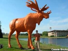 The orange moose