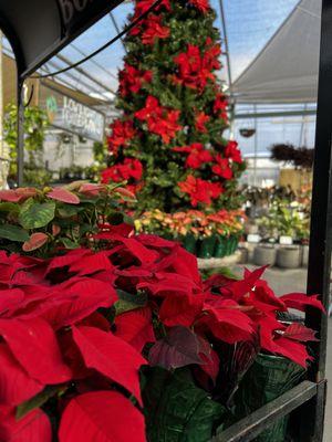 Locally grown Poinsettias from November to Christmas Day!