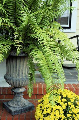 Boston ferns - full and flourishing make a wonderful addition to the home, adding an elegant charm and classic beauty.