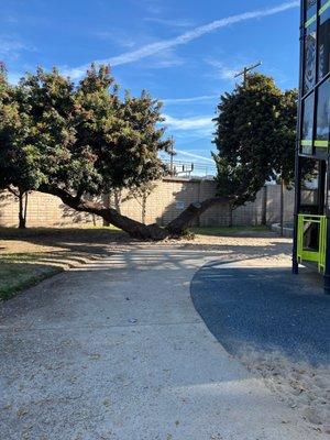 Great climbing tree