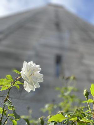 White rose in front of clock tower