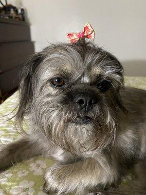 Betty after a face trim! Look at that pretty beard