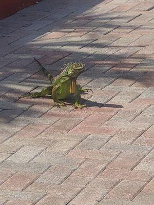 Iguana