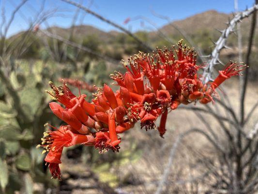 Saguaro National Park West